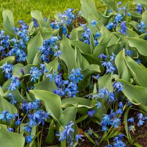 Scilla Sibérie (x15)